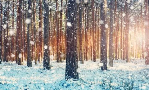 Pine trees covered with snow Stock Photos