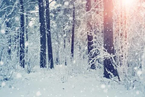 Pine trees covered with snow Stock Photos