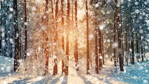 Pine trees covered with snow Stock Photos