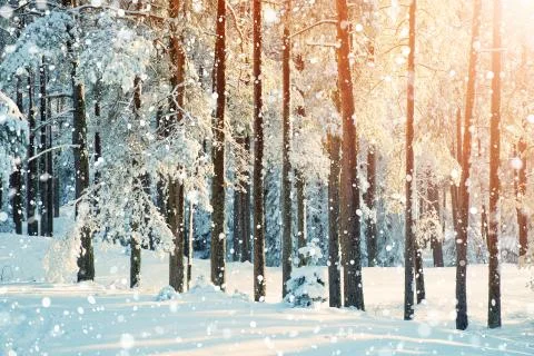 Pine trees covered with snow Stock Photos