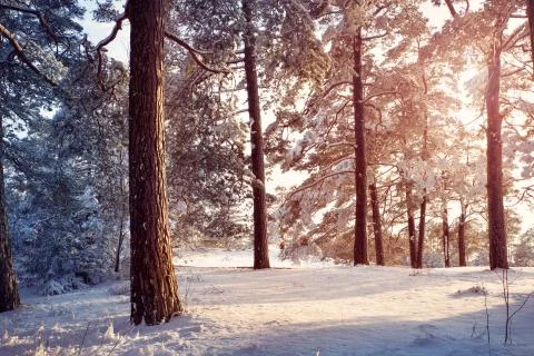 Pine trees covered with snow Stock Photos