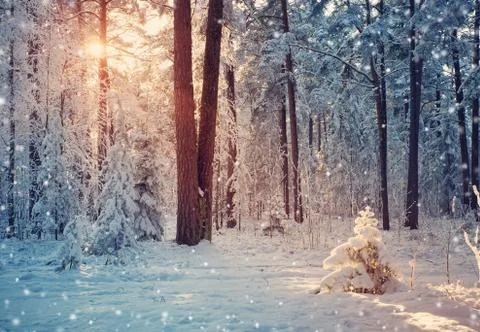 Pine trees covered with snow Stock Photos