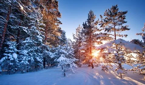 Pine trees covered with snow Stock Photos