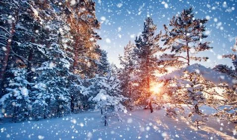 Pine trees covered with snow Stock Photos