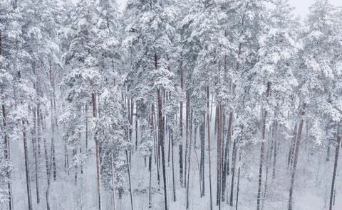 Pine trees covered with snow Stock Photos