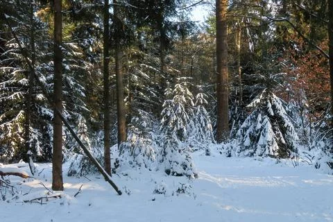 Pine trees covered in snow Stock Photos