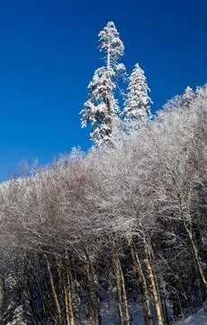 Pine trees covered in snow on skyline Stock Photos