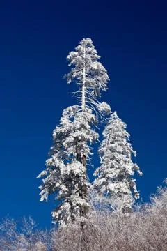 Pine trees covered in snow on skyline Stock Photos