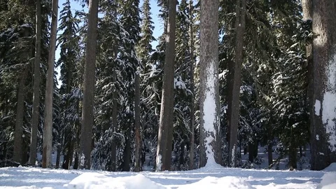 Pine trees covered with snow on a sunny day during winter Stock Footage 83866684