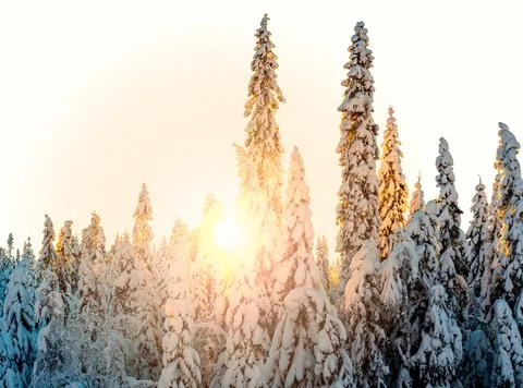 Pine trees covered with snow in the winter. Stock Photos