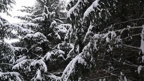 Pine Trees Covered in Snow Zoom Real Time Motion Winter Scene Stock-Footage 145881662