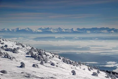 Pine trees covered by thick snow on windy slope and Tatra peaks Stock Photos