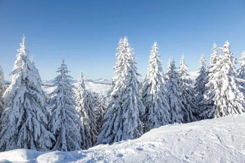 Pine trees covered in thick snow Stock Photos
