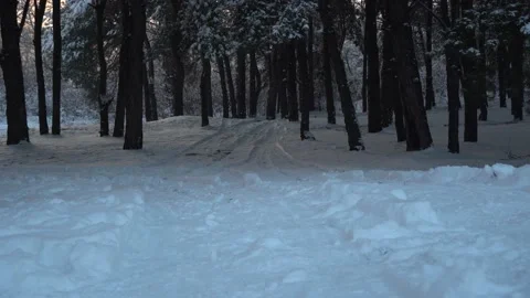 Pine trees covered with white snow on a frosty evening in the forest. 스톡 동영상 168748611
