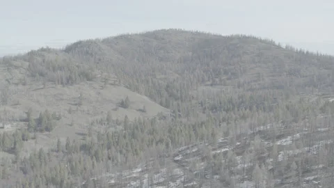 Pine trees covering mountains with light snow landscape aerial drone slow motion Stock Footage 255053384