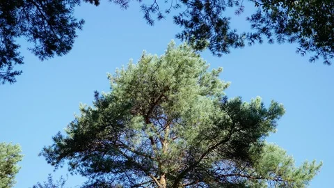 Pine trees crones cover the clean blue sky and shaking on wind 库存影片 92519922