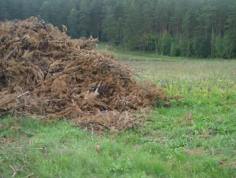 Pine trees cut Photos