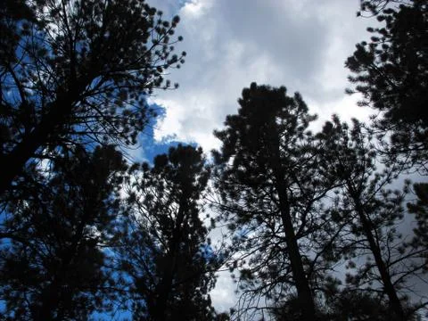 Pine Trees Darkening as Rain Clouds Develop Stock Photos