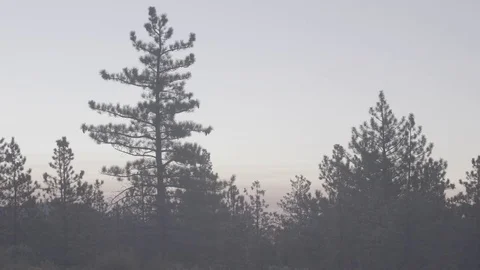 Pine Trees at Dawn in Forest - C300 Mk2 CLog 4k Stock Footage 80810441