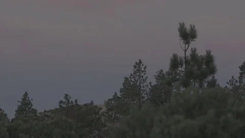 Pine Trees at Dawn in Forest - C300 Mk2 CLog 4k Stock Footage 81305218