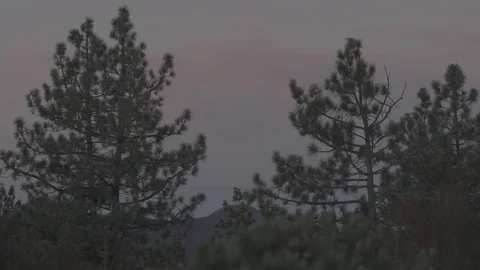 Pine Trees at Dawn in Forest - C300 Mk2 CLog 4k Stock Footage 81305425