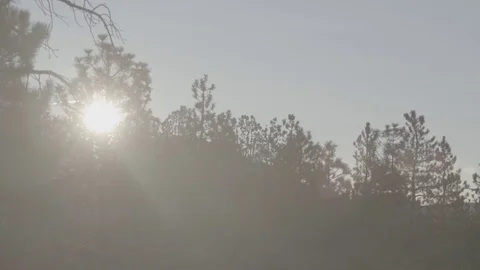 Pine Trees at Dawn in Forest - C300 Mk2 CLog 4k Stock Footage 81306774