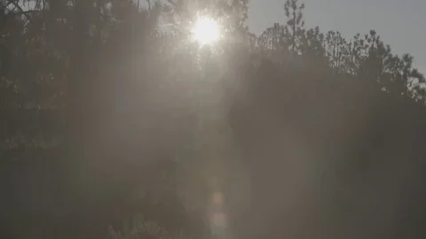 Pine Trees at Dawn in Forest - C300 Mk2 CLog 4k Vidéo 81306945