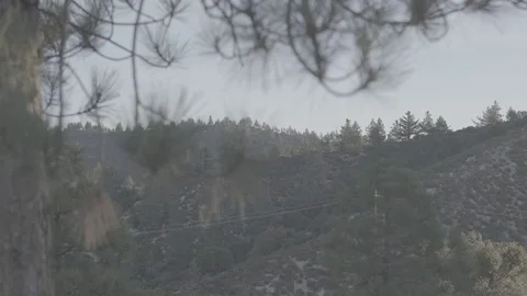 Pine Trees at Dawn in Forest - C300 Mk2 CLog 4k Stock Footage 81306992