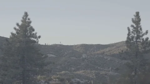 Pine Trees at Dawn in Forest - C300 Mk2 CLog 4k Stock Footage 81307054