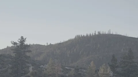 Pine Trees at Dawn in Forest - C300 Mk2 CLog 4k Stock Footage 81307057