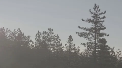 Pine Trees at Dawn in Forest - C300 Mk2 CLog 4k Stock Footage 81307062