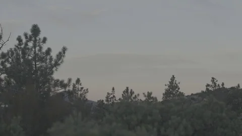 Pine Trees at Dawn in Forest - C300 Mk2 CLog 4k Stock Footage 81307149