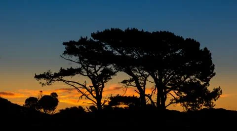 Pine trees dawnlight Stock Photos