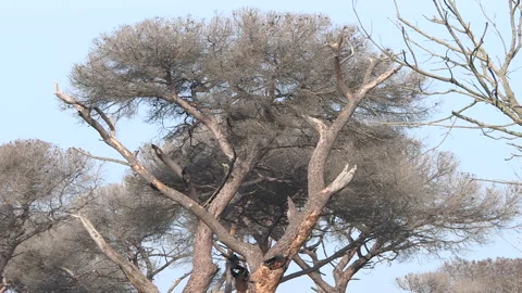 Pine trees dead due to pest attack Stock Footage 261722831