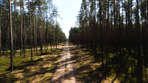 Pine trees deep into the forest Stock Footage 304541474
