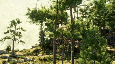 Pine trees defying the odds to grow in a pile of rocks Stock Illustration