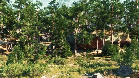 Pine trees defying the odds to grow in a pile of rocks Stock Illustration