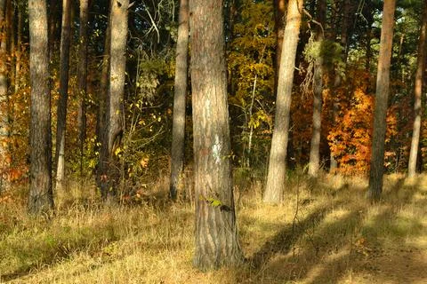 Pine trees in a dense forest in the evening sunshine Stock-Fotos
