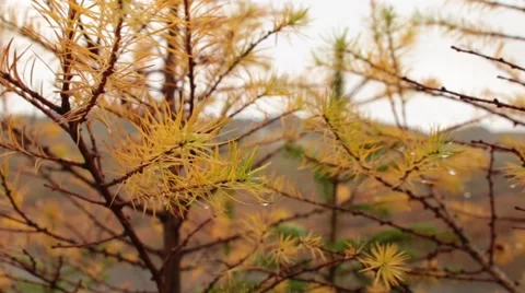 Pine Trees Dolly Stock Footage 44400182