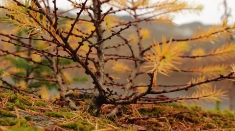 Pine Trees Dolly Stock Footage 44400380