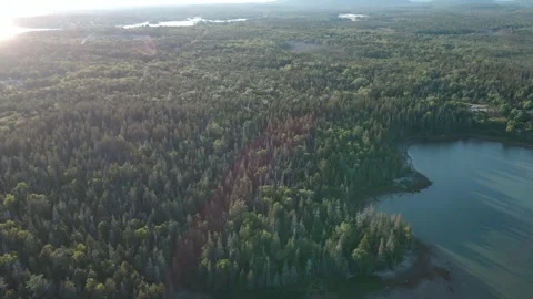 Pine trees drone shot 4k Video stock 248196530