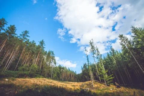 Pine trees at a dry meadow Stock Photos