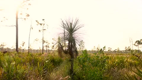 Pine Trees During a Florida Sunset Stock Footage 135427038
