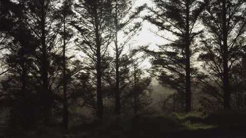 Pine trees at dusk Stock Footage 124326908
