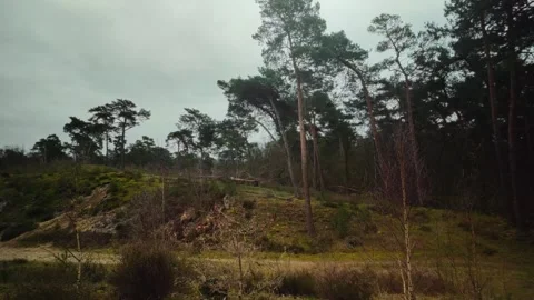 Pine trees in Dutch winter Maasduinen landcape in Arcen Limburg during Stock Footage 269135770