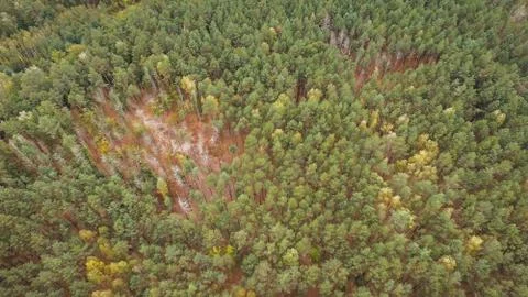 Pine trees dying due to drought and bark beetle kill Stock Photos