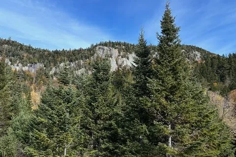 Pine trees on the edge of a cliff in the forest. Stock Photos