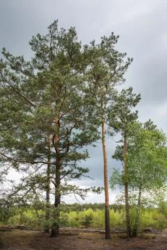 Pine trees on the edge of the forest against the backdrop of a rain cloud. Foto stock