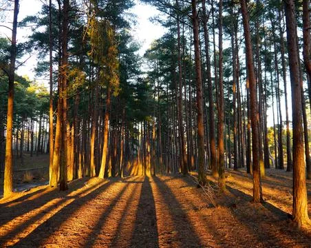 Pine trees with evening sun and shadows 스톡 사진
