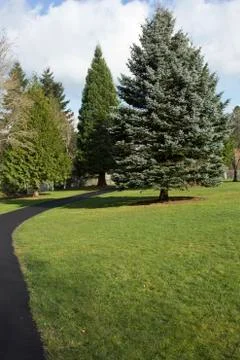 Pine trees, evergreen. Stock Photos